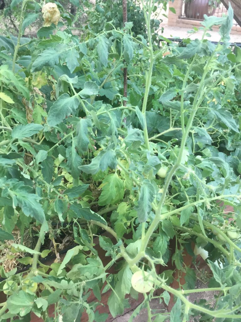 indeterminate tomato plant