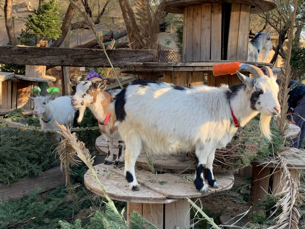 Wooden Spools For Goat Playground, Livestock