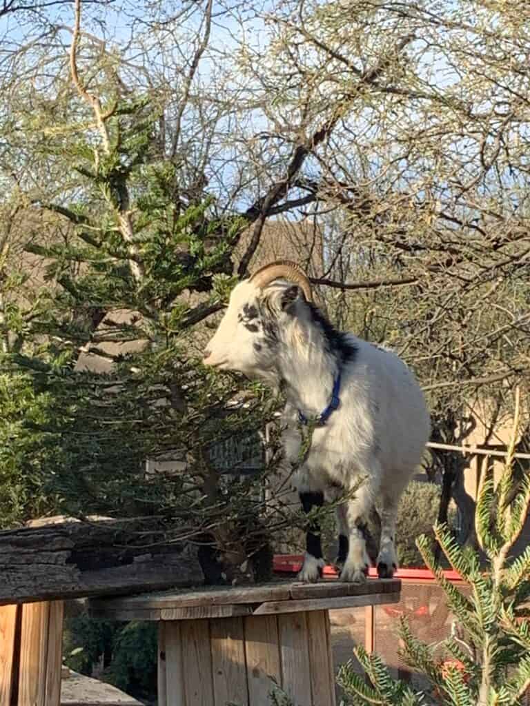 cable spool goat playground