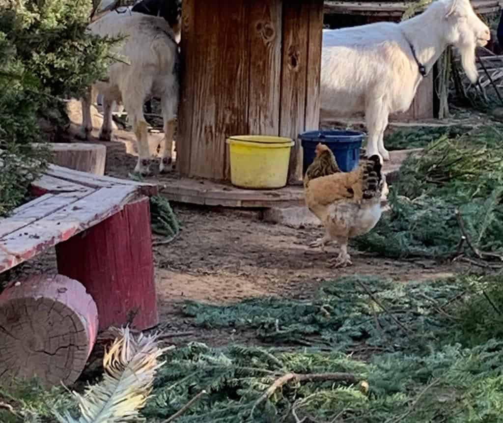 goat play structures