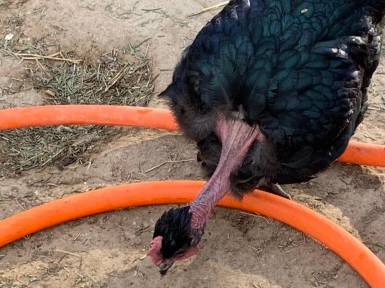 Tur Chicken Naked Neck Chickens: Dual Purpose Turkens for Eggs & Meat