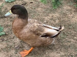 raising Rouen ducks