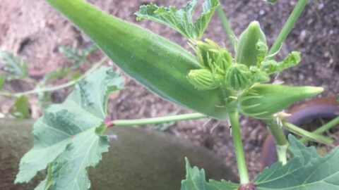 growing okra plant