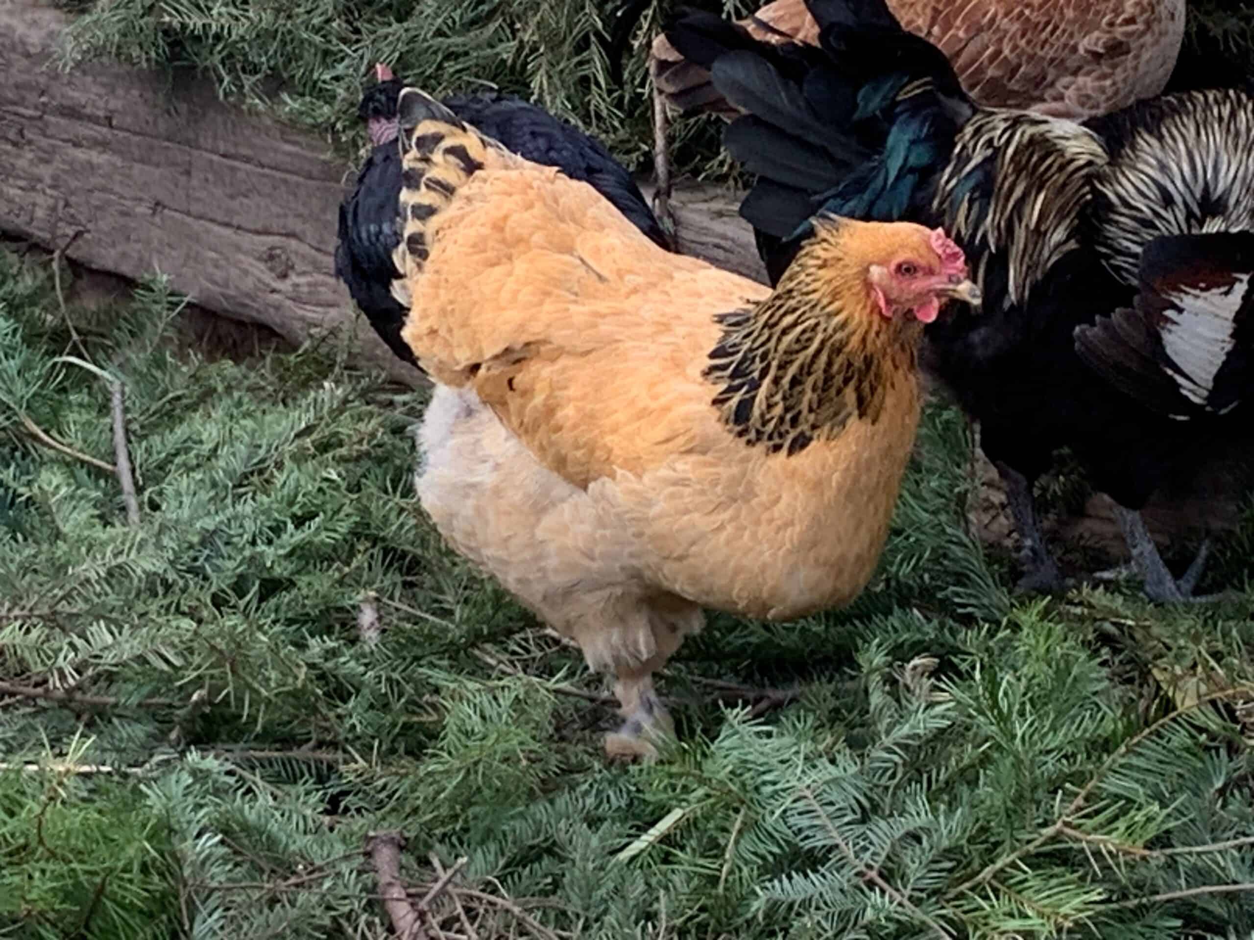 Giant Brahma Chicken around 6months old already over 5 pounds 😎 : r/ chickens