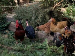 Naked Neck Chickens: Dual Purpose Turkens for Eggs & Meat