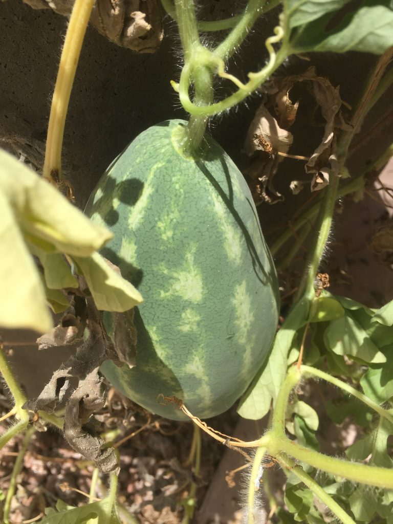 Yellow watermelon growing on vine