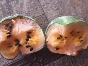 overripe yellow watermelon