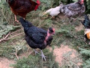 Turken chicken in mixed flock