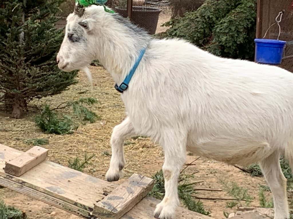 goat climbing