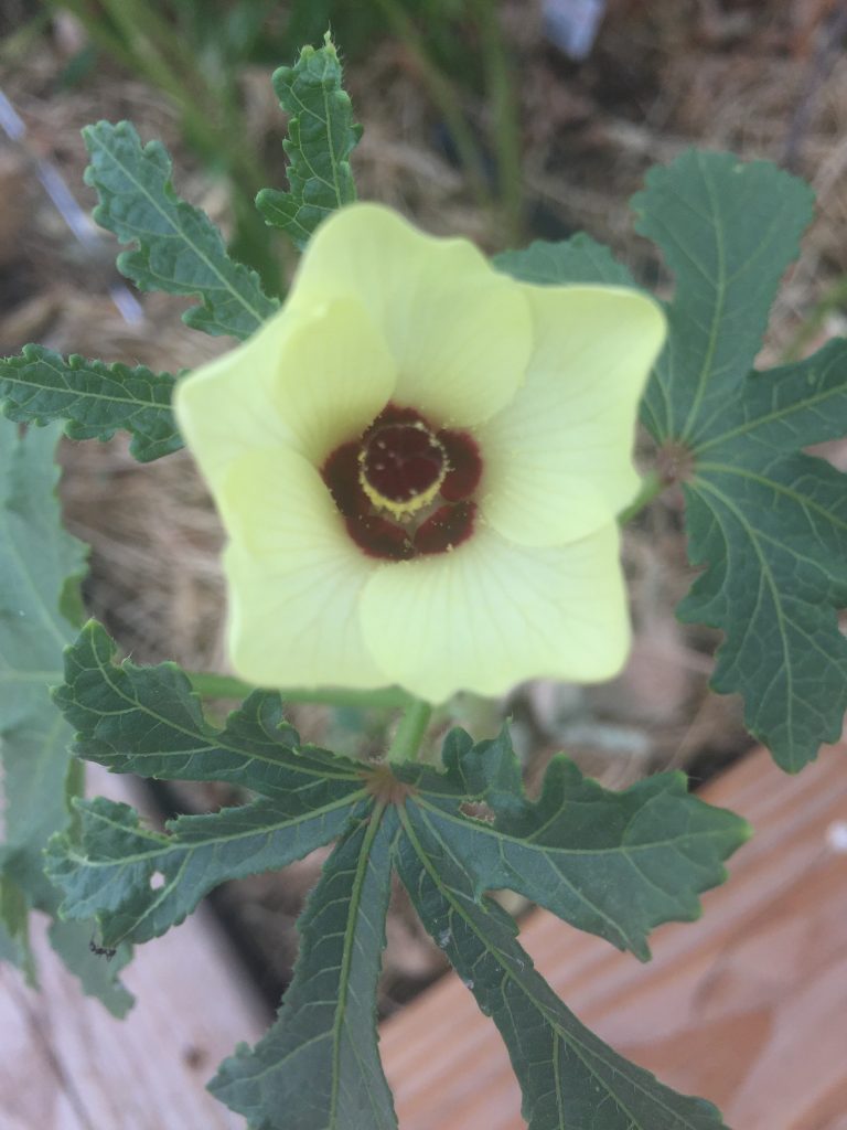 Growing Okra Plants How to Grow Lots of Okra!