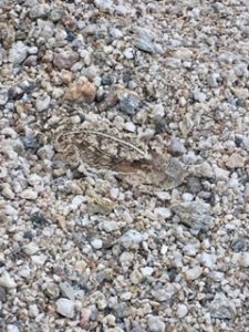 greater short-horned lizard in a nearby wash