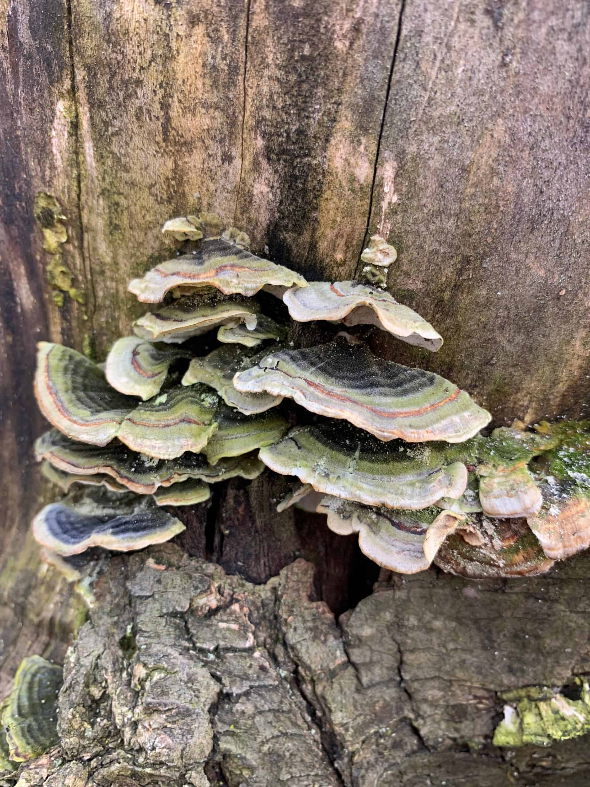 Turkey tail mushrooms growing on log