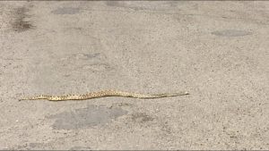 Tucson desert snakes rattlesnake