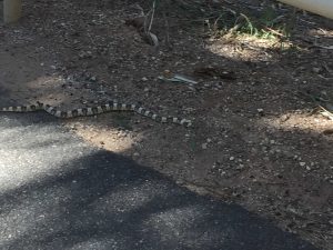snakes in Tucson