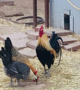 When Do Roosters Start Crowing — Brimwood Farm