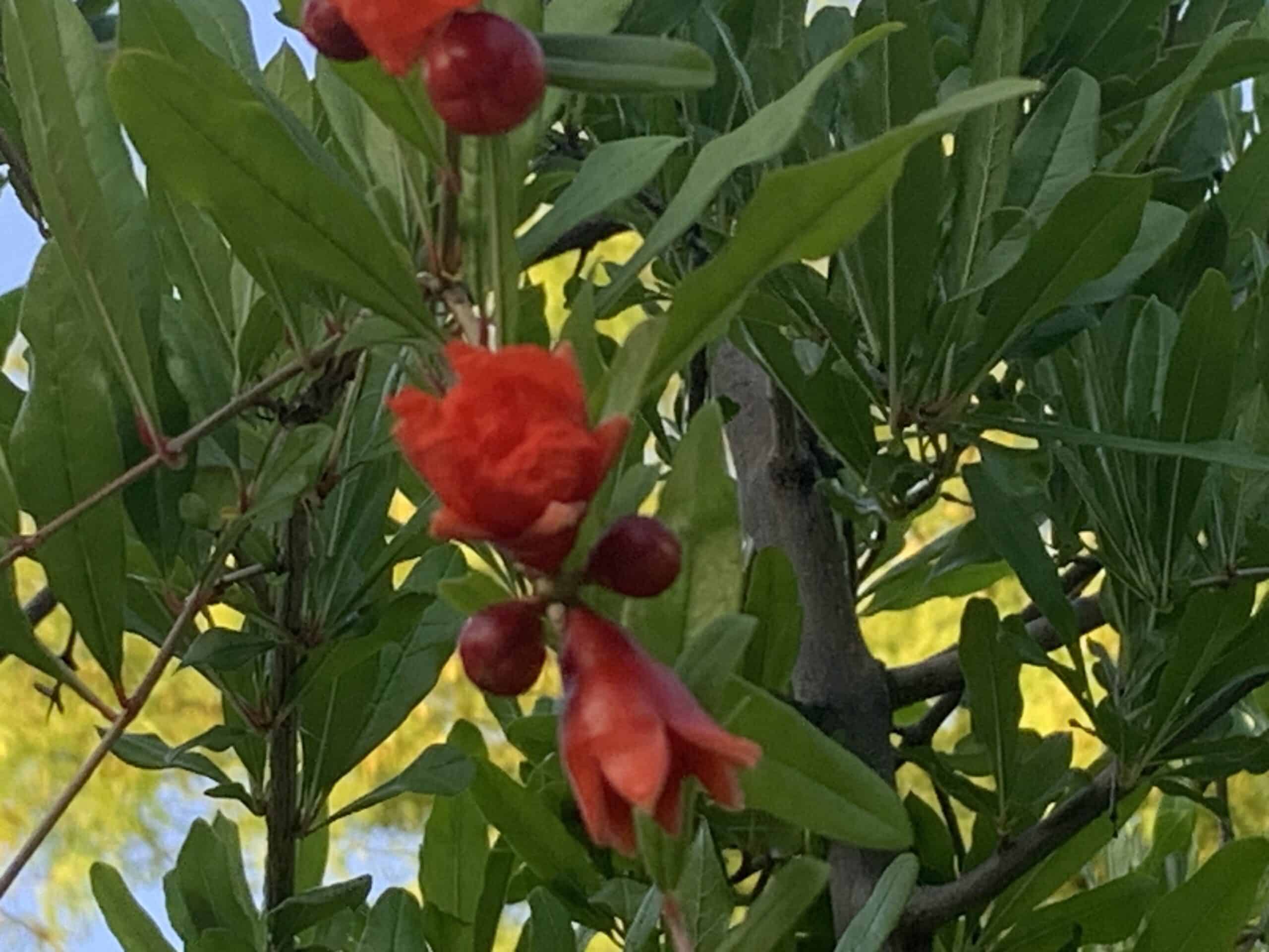 Pomegranate flowers