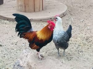 rooster crowing