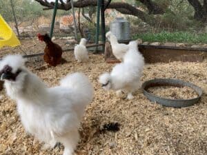 Silkies chickens