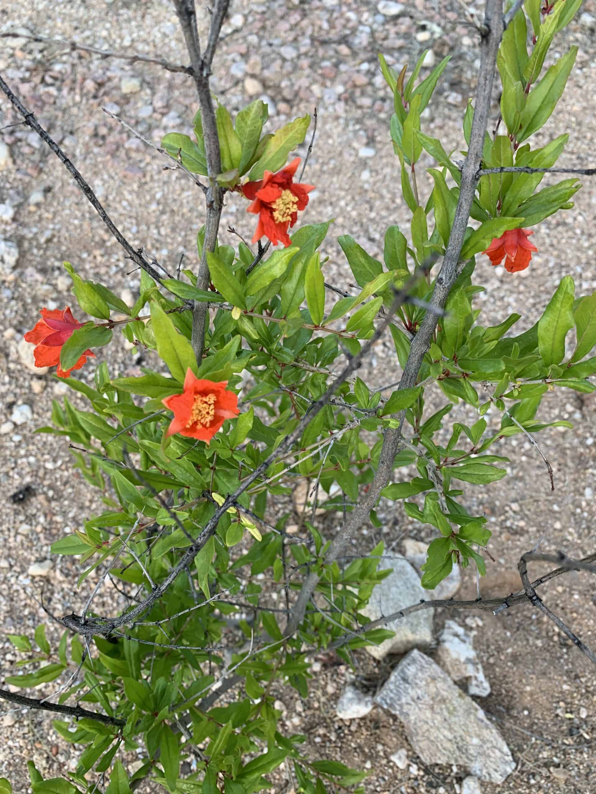 small pomegranate tree with blooms planted in the ground