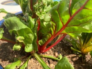 when to harvest swiss chard
