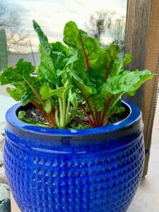 growing Swiss chard in a container