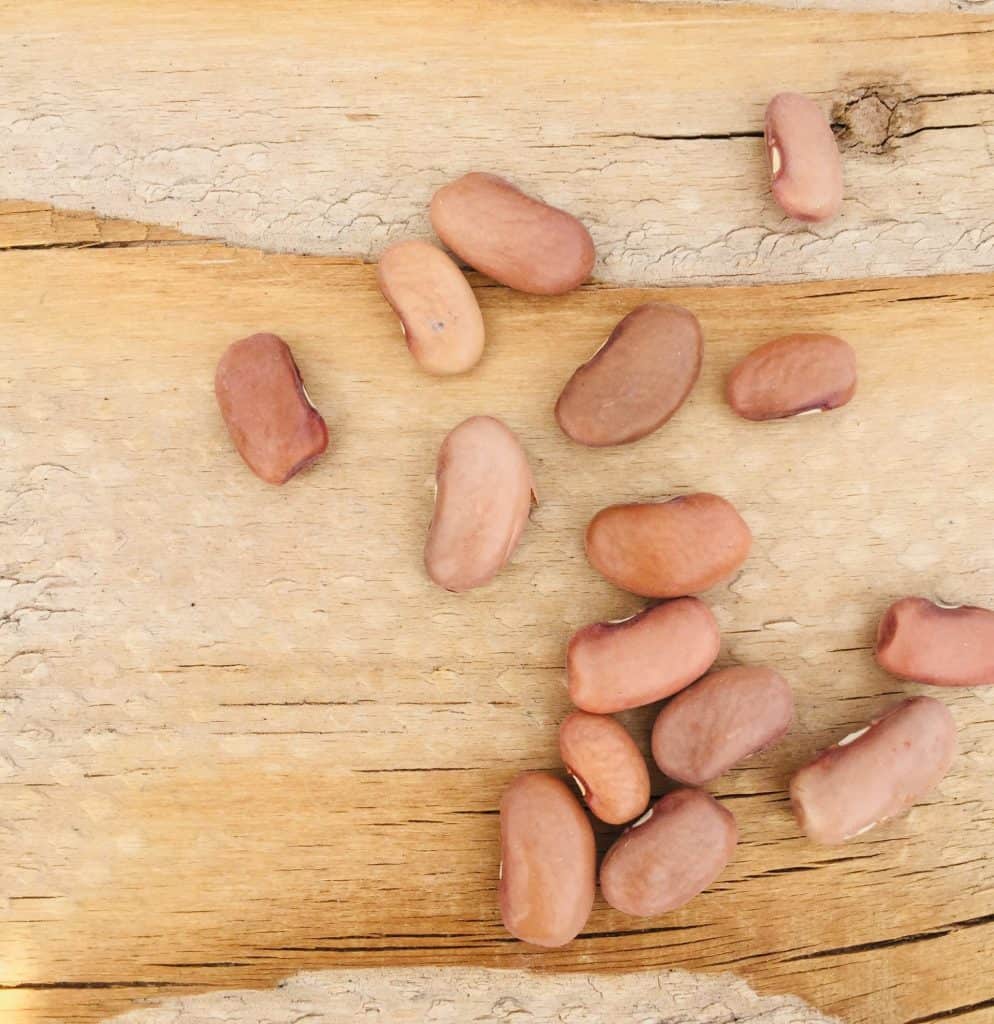 Kentucky pole bean seeds