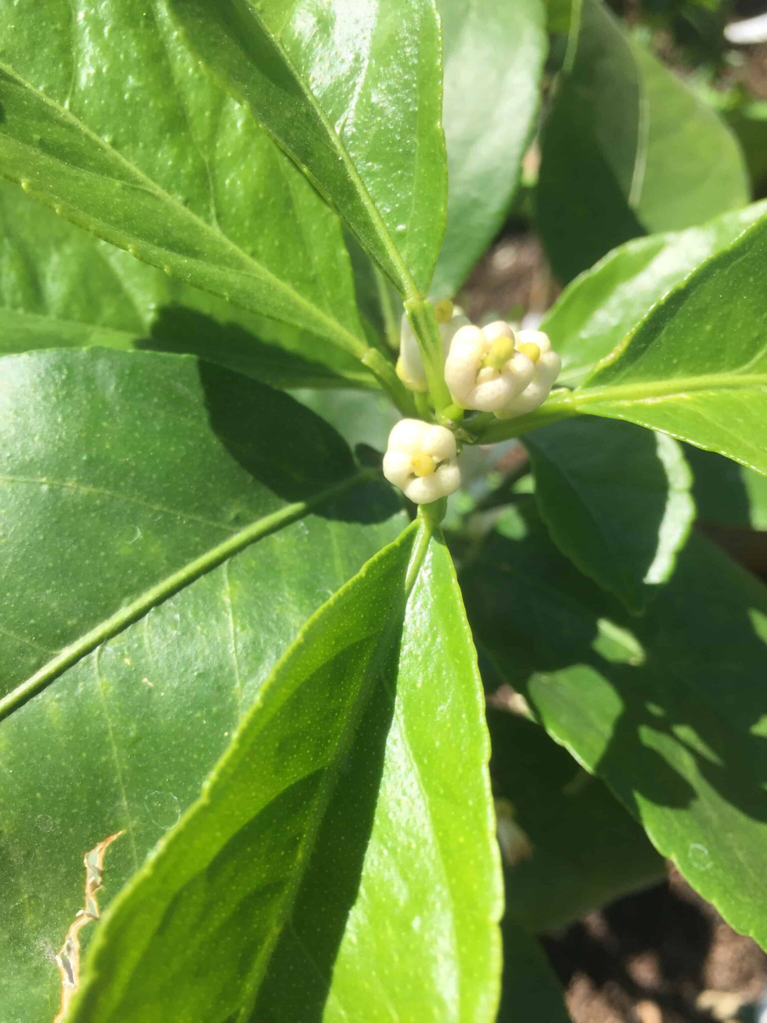 Lime Tree How To Grow Lime Trees Successfully Rural Living Today