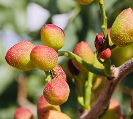 Pistachio tree