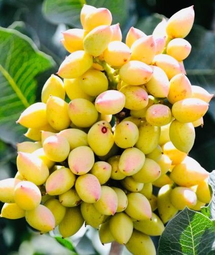 Pistachio tree nuts growing