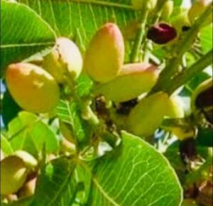 Pistachio trees