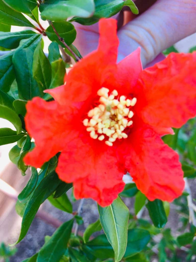 pomegranate tree flowering