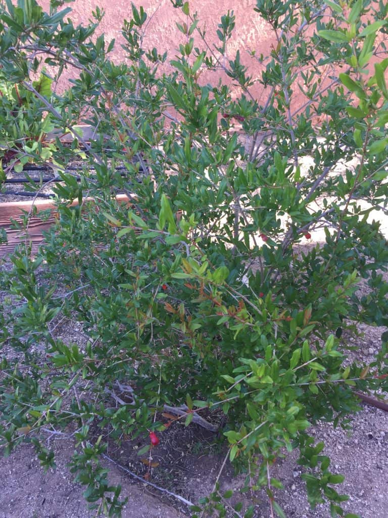 Growing pomegranate