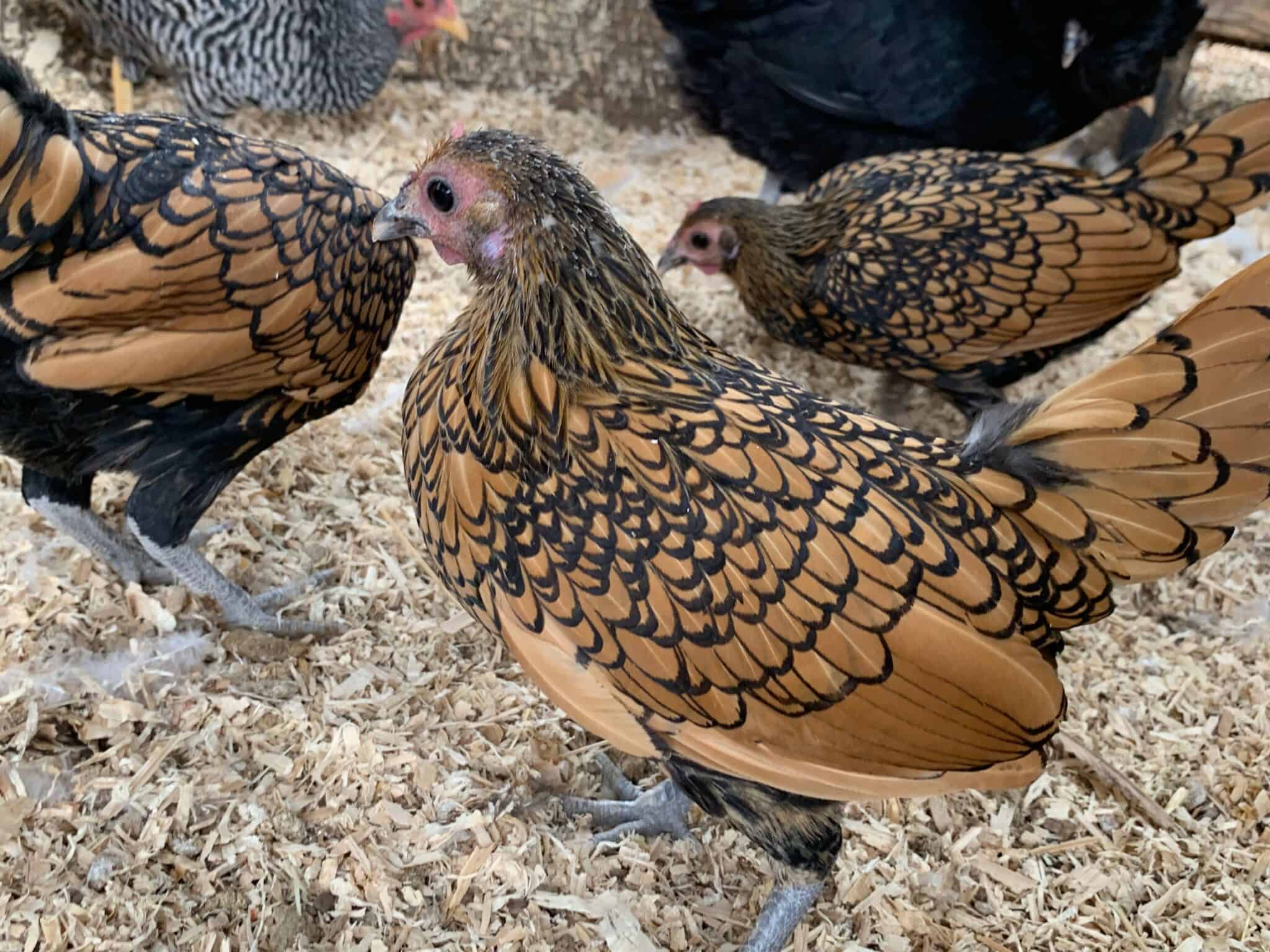 Golden Sebright Bantam Chicken - Rural Living Today