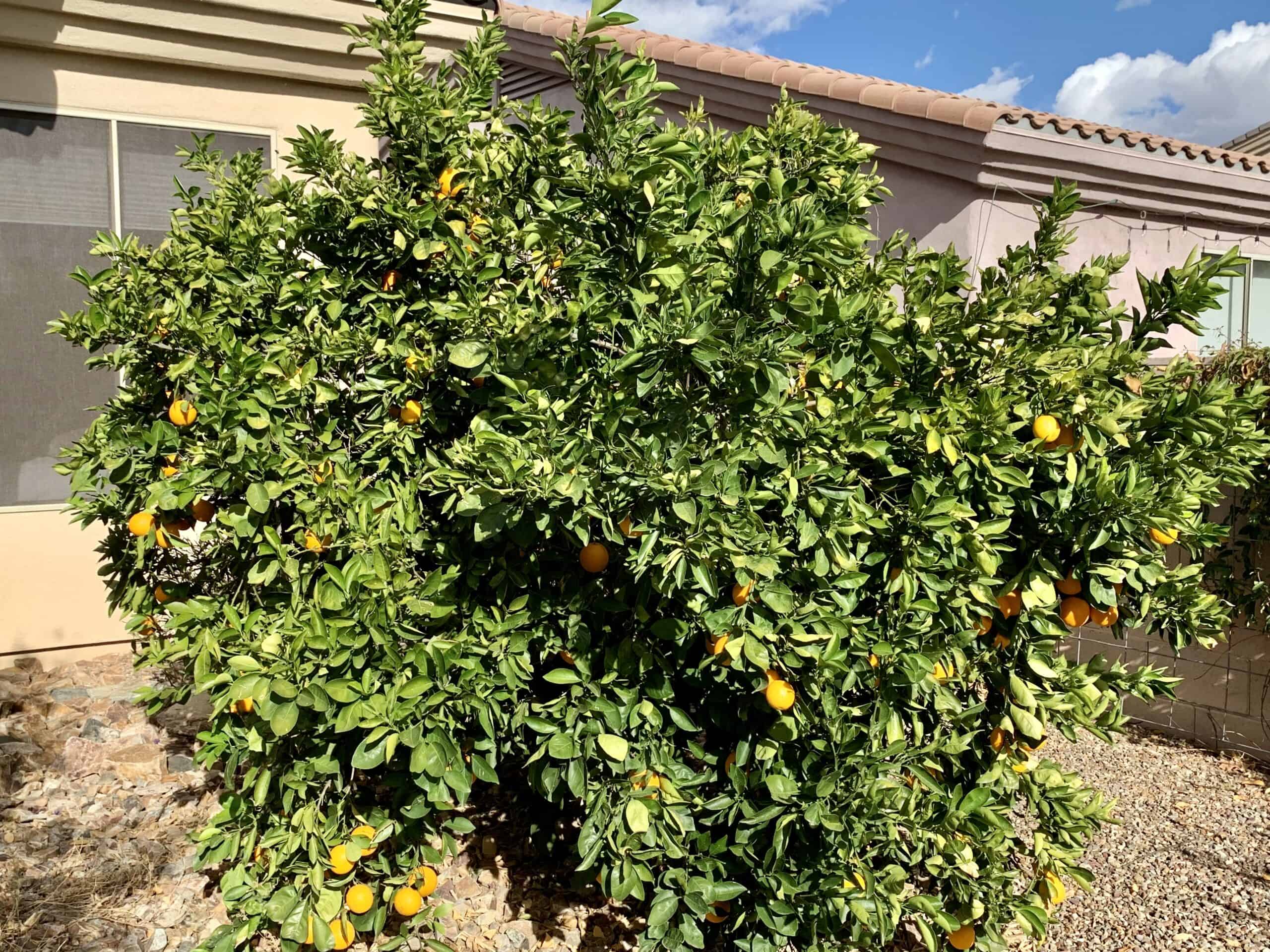 orange tree in backyard