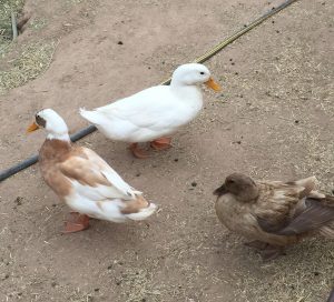 White Pekin duck with other breeds