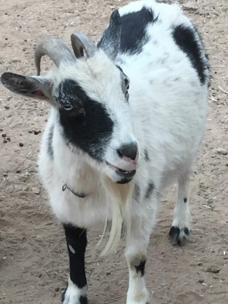 American Pygmy goat