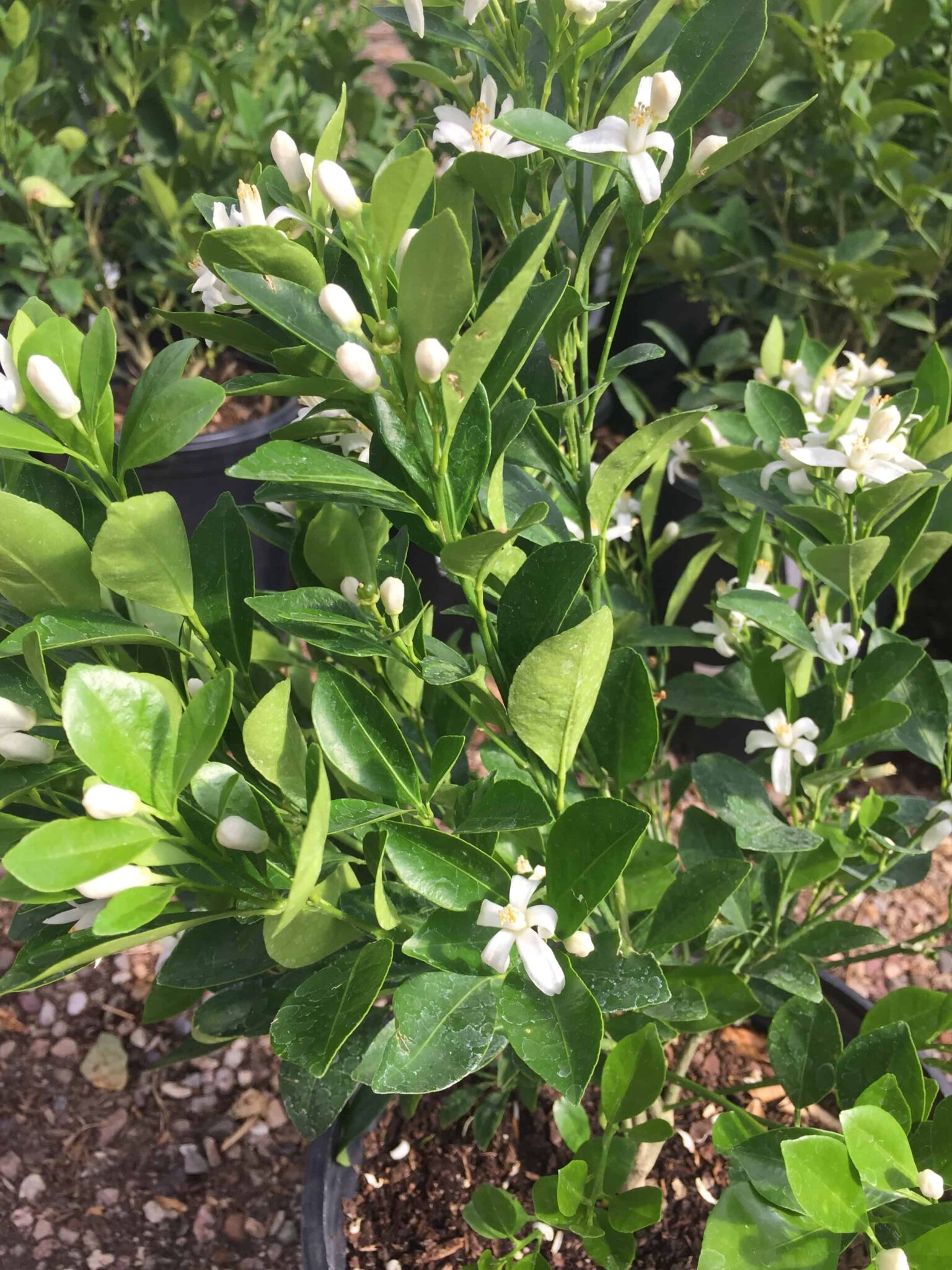 Lime Tree ~ How To Grow Lime Trees Successfully - Rural Living Today