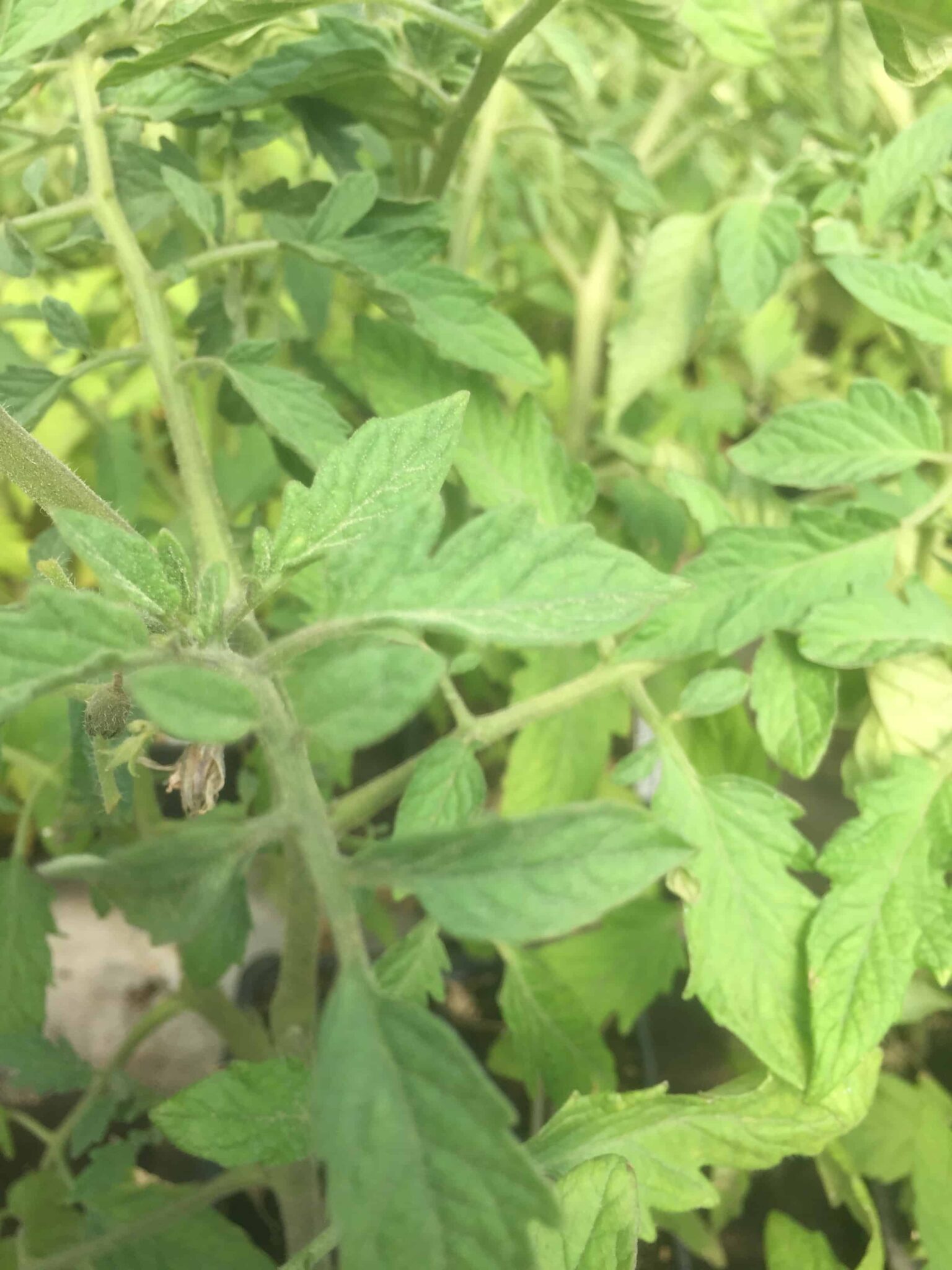 Indeterminate Tomatoes What to Know to Grow Rural Living Today