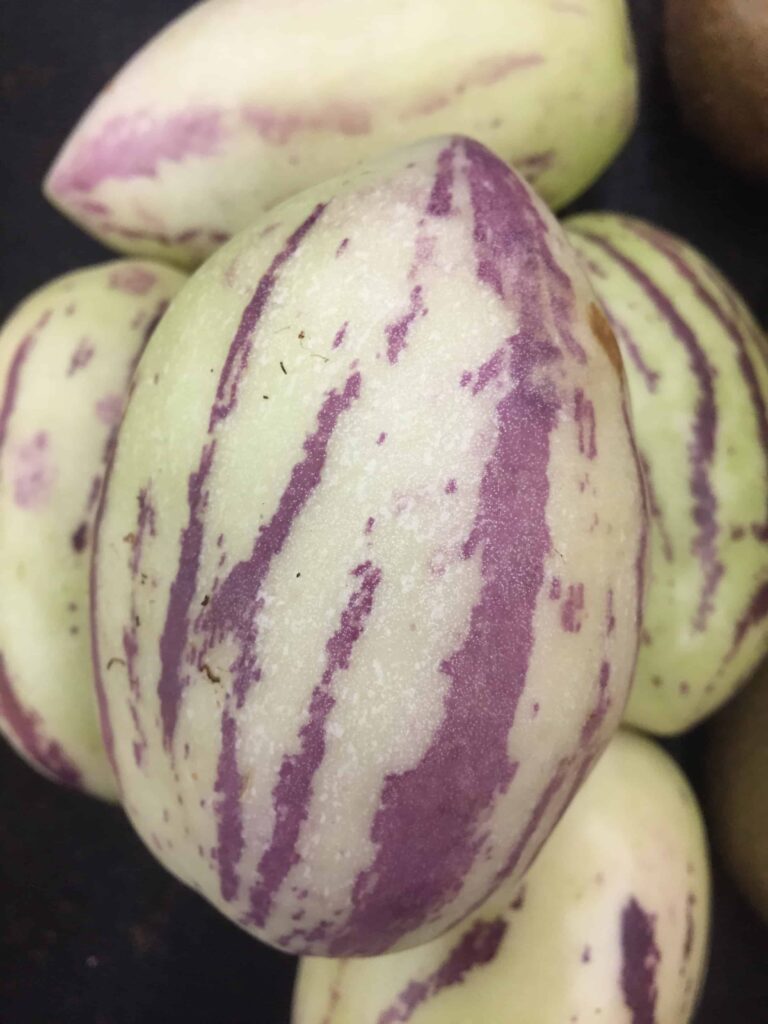 Pepino Melon Eating and Growing These Tasty Melons Rural Living Today