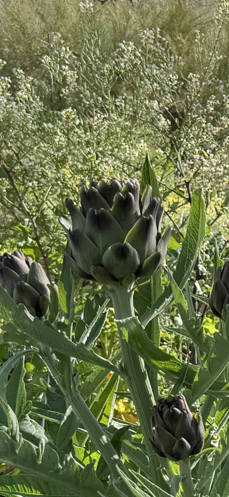 growing artichokes in garden