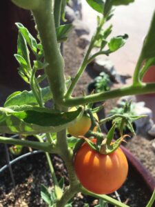 sucker on Early Girl tomato