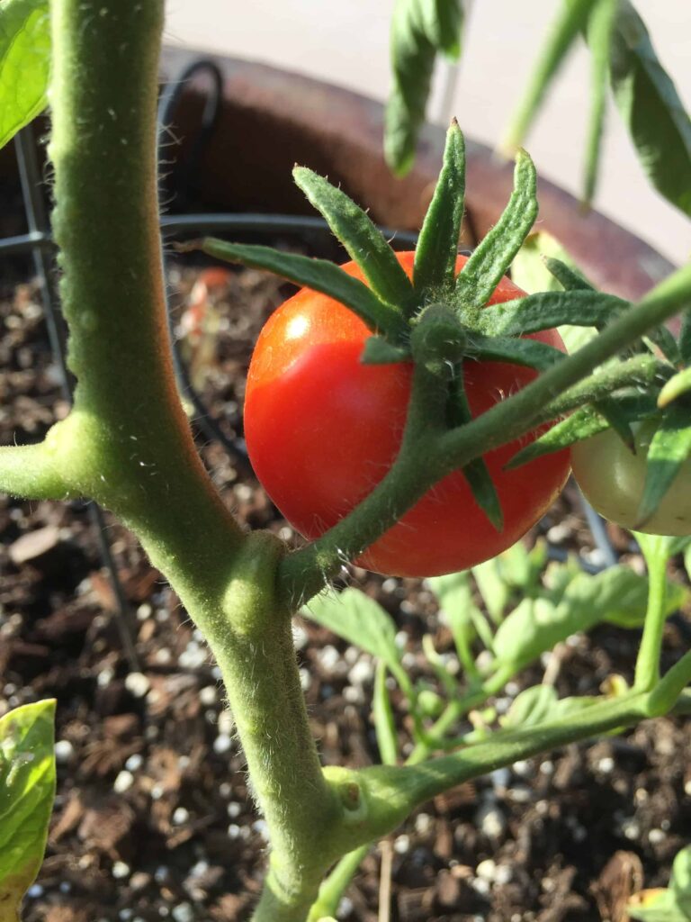 indeterminate-tomatoes-what-to-know-to-grow-rural-living-today