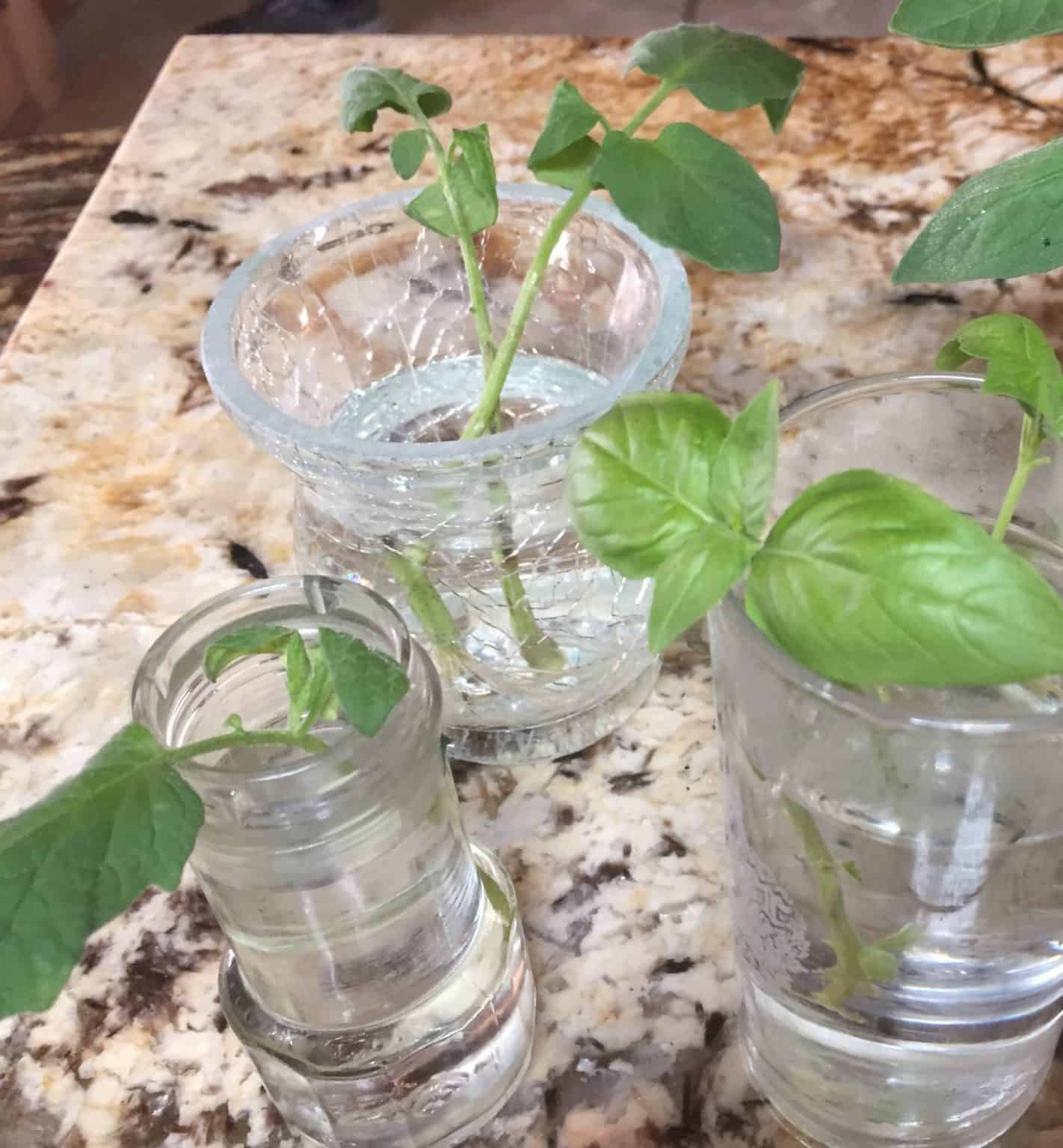 How To Harvest Basil So It Keeps Growing Rural Living Today