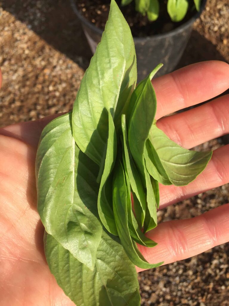 picking basil