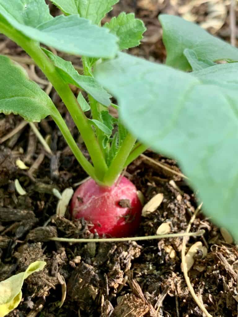 when to harvest radishes