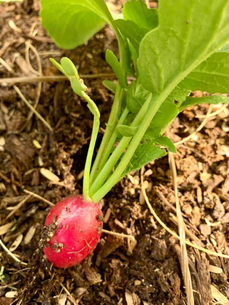Early Scarlet Globe radish