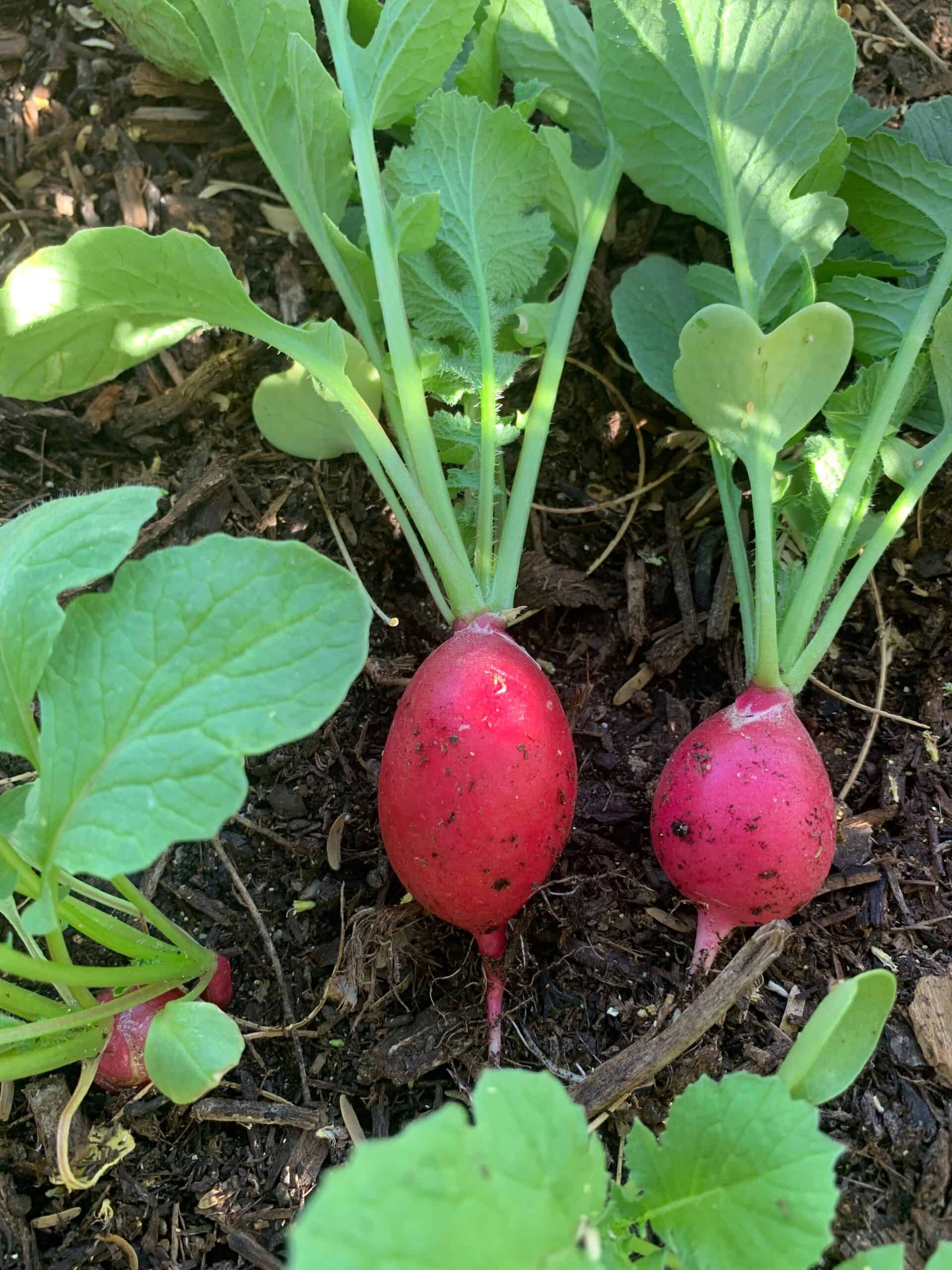growing radishes