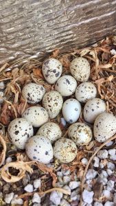 quail eggs desert wildlife Tucson