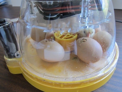Eggs getting incubated