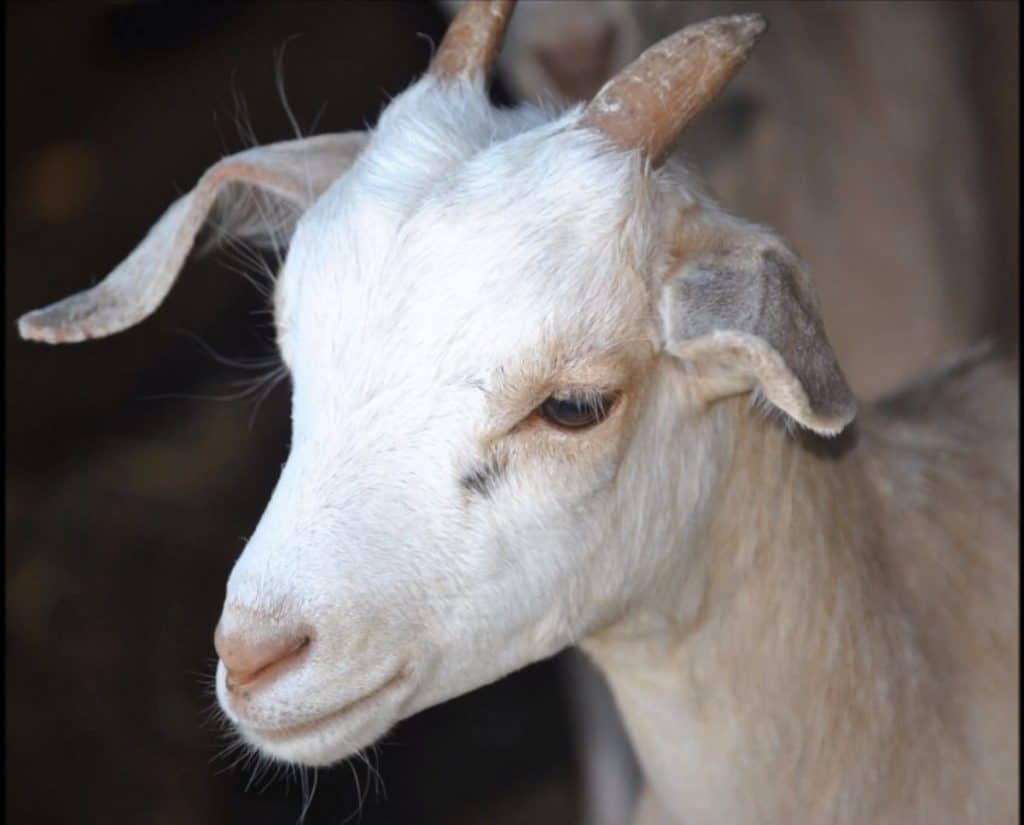 Kiko goat 